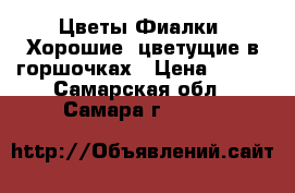 Цветы Фиалки ,Хорошие, цветущие в горшочках › Цена ­ 200 - Самарская обл., Самара г.  »    